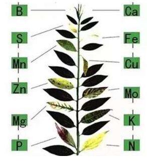 医用樱桃视频色版APP下载分析微量元素对作物生长的作用